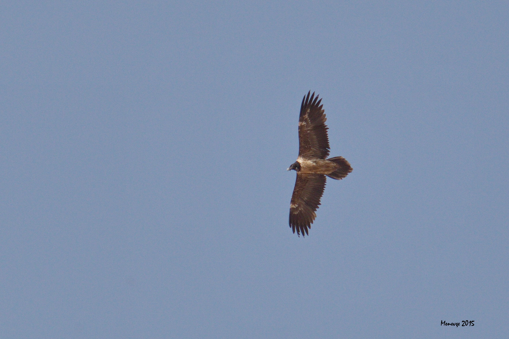 Bearded Vulture